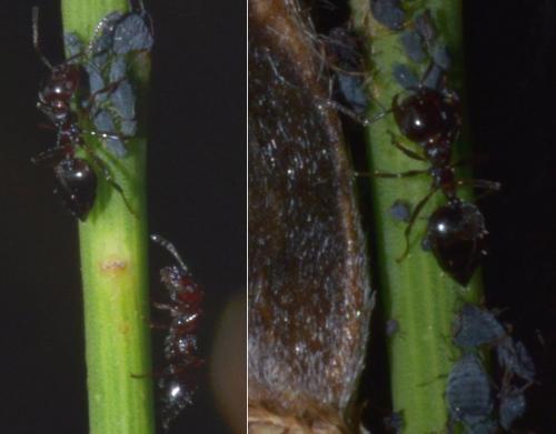 Crematogaster auberti